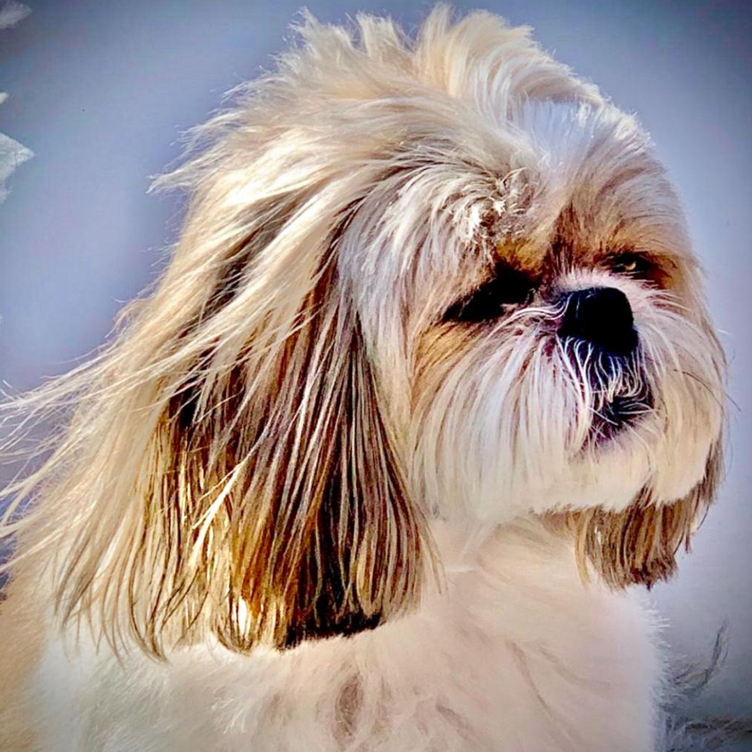 Maisie, Cynthia's Shih Tzu